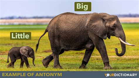 antonyms for biome|antonym for huge.